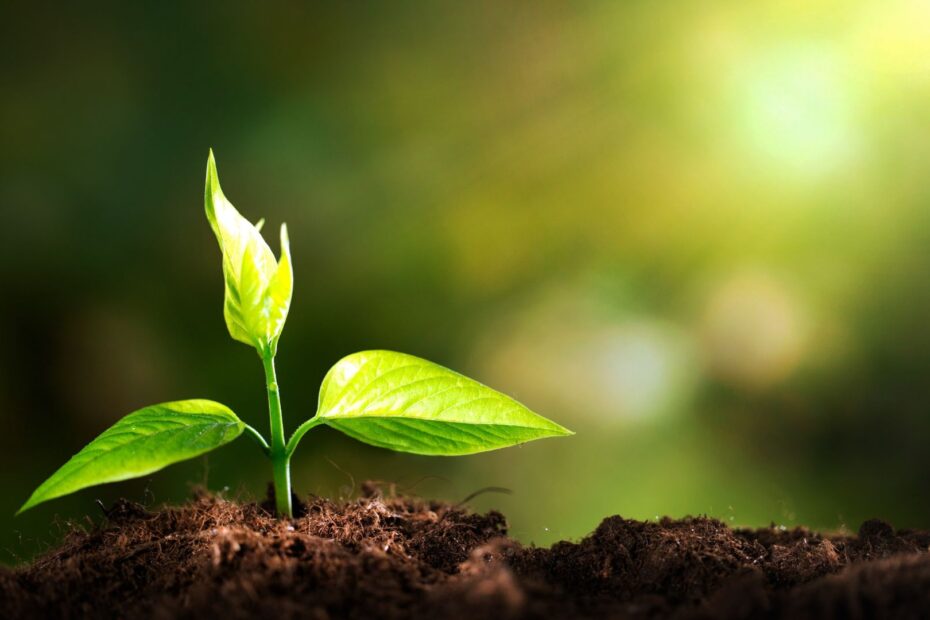 plant budding in the sunlight