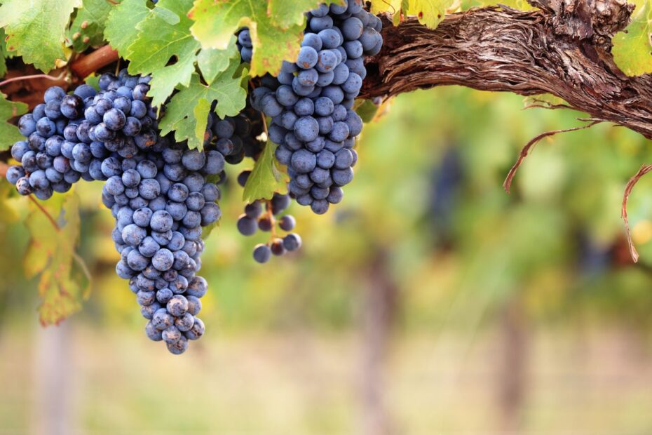 Purple Grapes on Vine