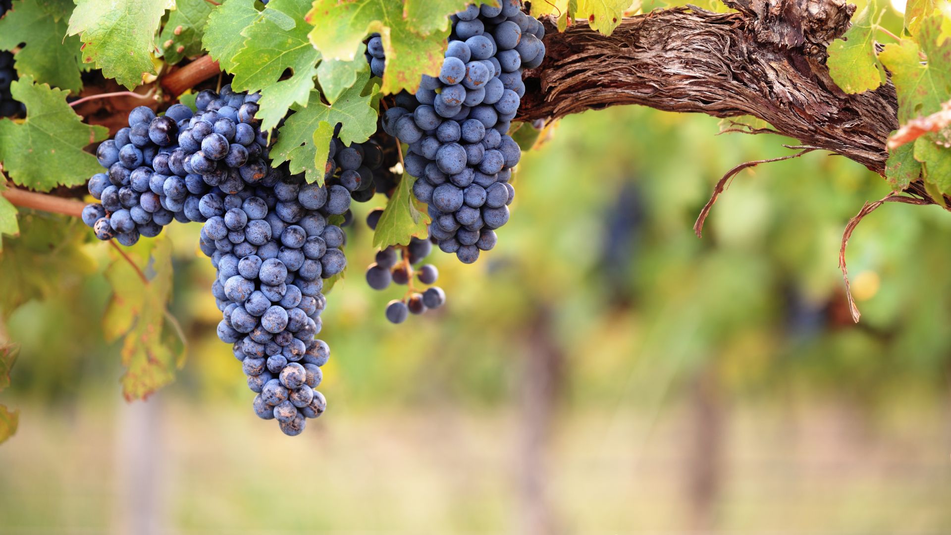 Purple Grapes on Vine